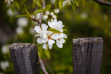 pear blossom
