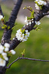 cherry tree blossom