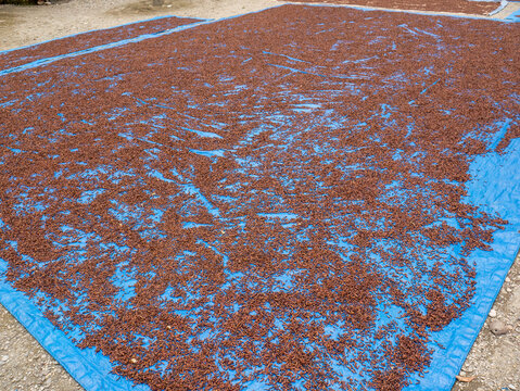 Cloves are dried by local farmers  in North Kolaka of Southeast Sulawesi.