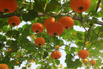 Beautiful pumpkin Gallery, North China