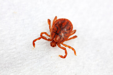 Hard tick on white background,  North China