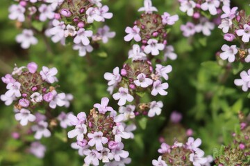 Thymus flowers