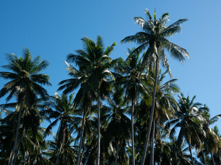 Fototapeta na wymiar Coconuts tree in a plantation area in the tropical nation of Indonesia.