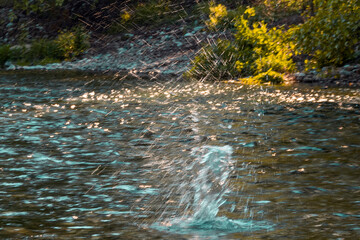 water splash of pebble fall in water stream in woods