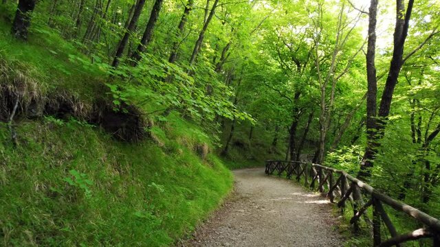 Sentiero immerso nel verde