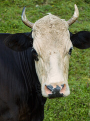 Veal portrait on a background of green grass