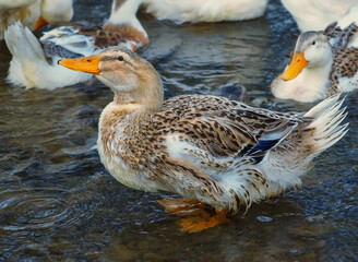Gray duck swims in a shallow mountain river