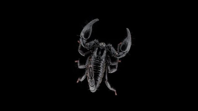 scorpion Heterometrus petersi, family Scorpionidae. Is nocturnal. Macro