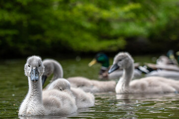 Mute swan cygnets