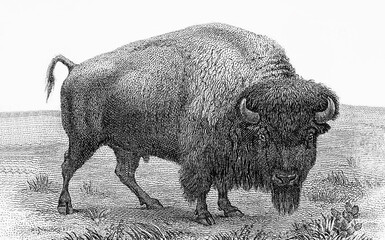 A bison Portrait from United States of America 10 dollars 1901 Banknotes. bison note, buffalo note,...