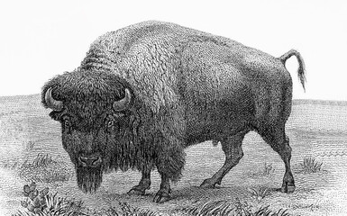 A bison Portrait from United States of America 10 dollars 1901 Banknotes. bison note, buffalo note,...