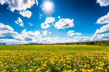 Obraz premium Meadows in the forest illuminated by the sun, covered in dandelions on a sunny spring day