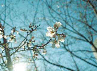 Obraz premium ソメイヨシノ