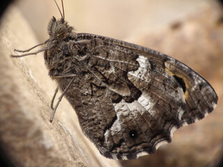 Farfalla