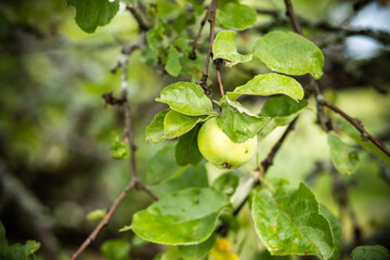 Green apple on a branch ready to be harvested, outdoors, selective focus.Ripe apples on the branches of an apple tree in the garden