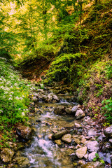 Fototapeta premium Beautiful river flowing over rocks and through forest nature. Green trees, fast river stream. 