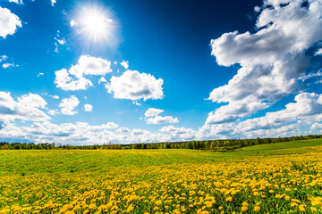 Obraz premium Meadows in the forest illuminated by the sun, covered in dandelions on a sunny spring day