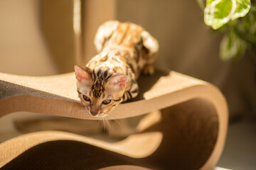 Bengal cat is resting in a special hammock, equipment for cats and a scratching post in a bright room