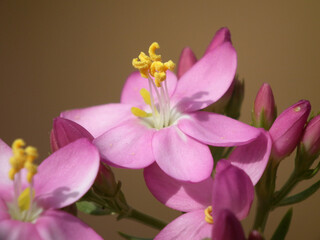 Fiori e piante selvatiche