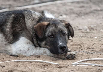 Portrait of a dog lying on the ground.