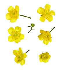 Set of yellow wild ranunculus flowers isolated
