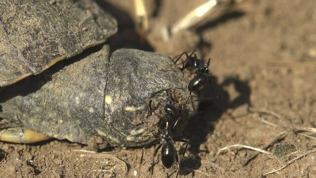 Black ants attack a small turtle that died after exiting an egg, macro view head. Tragedy Emydidae Terrapene carolina, Macro view, Eastern box (juvenile), Turtles are diapsids of the order Testudines 