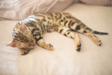 Bengal cat is resting in a special hammock, equipment for cats and a scratching post in a bright room