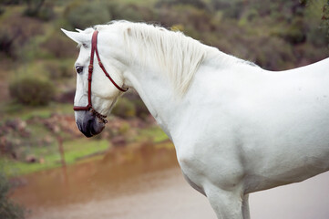 portrait of white  pure  spanish stallion posing  near  lake. Andalusia. Spain
