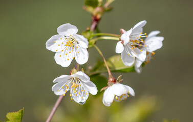 White flowers on a cherry tree.