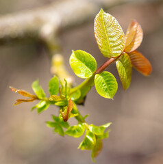 Young leaves on a walnut in the spring.