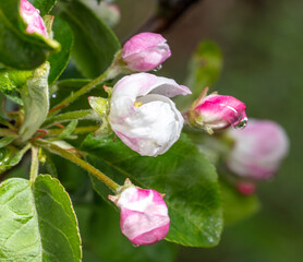 Flowers on an apple tree in spring.