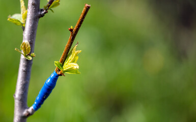 Close-up grafting on a fruit tree in spring. - obrazy, fototapety, plakaty