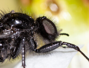 Close-up of a black wasp on a tree flower in spring.