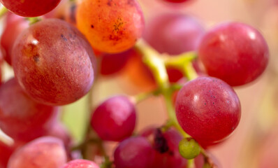 Red berries of grapes on a plant