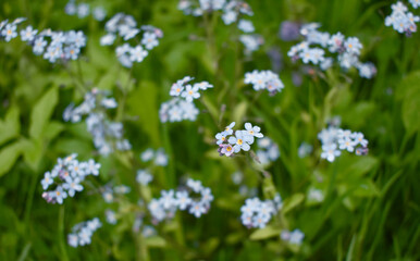 flowers in the field