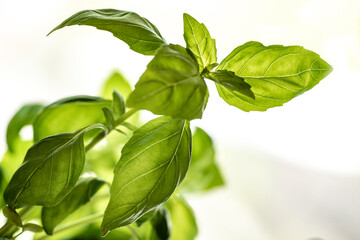close up of basil, nacka, sverige, sweden, stockholm