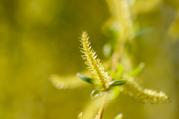 Naklejka premium Yellow flowers on a willow in spring.