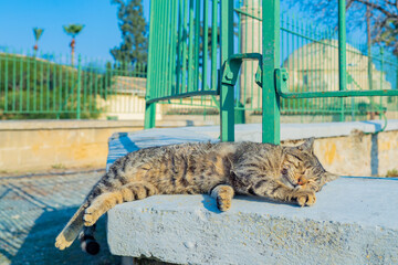 Cat is sleeping at  Hala Sultan Tekke in Cyprus