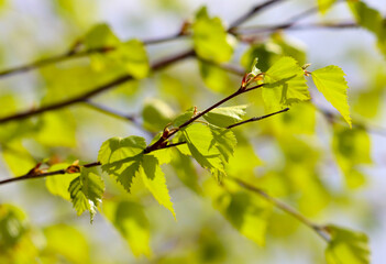 Young leaves on birch branches