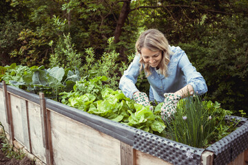 pretty young blonde woman with blue shirt and gloves with flower motif takes care of lettuce in...