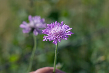 Close up picture of Knautia arvensis, commonly known as field scabious,is a flowering plant in the honeysuckle family Caprifoliaceae.Commonly found on roadsides and field margins, and in meadows.