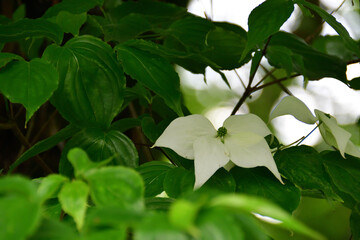 ヤマボウシの白い花　埼玉県/5月