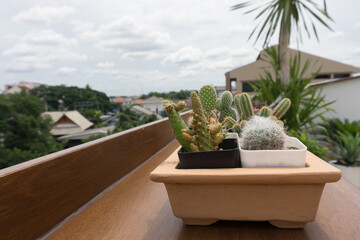 Fototapeta premium cactus in pot on wood table. Cactus on the balcony.