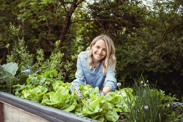 pretty young blonde woman with blue shirt and gloves with flower motif takes care of lettuce in...