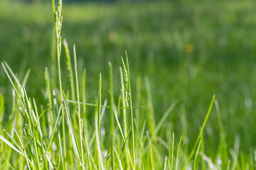 Green grass in the meadow, young juicy blades of grass in the sun
