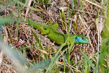 Westliche Smaragdeidechse // Western green lizard (Lacerta bilineata)