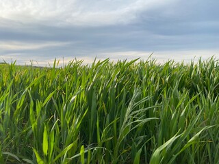 Feldweg - Getreide - Himmel - Landwirtschaft an einem Feldweg in der Eifel in Deutschland