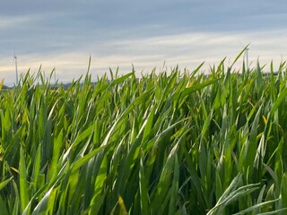 Feldweg - Getreide - Himmel - Landwirtschaft an einem Feldweg in der Eifel in Deutschland