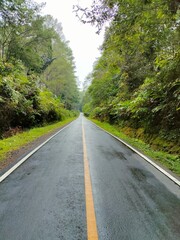 Fototapeta premium road in the forest