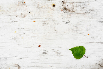 Wet green birch leaf on the old wooden table. View from above